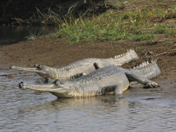 Langtang Family Adventure with Chitwan National Park