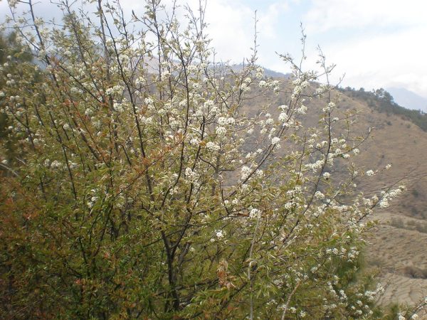 Tamang Heritage Trek
