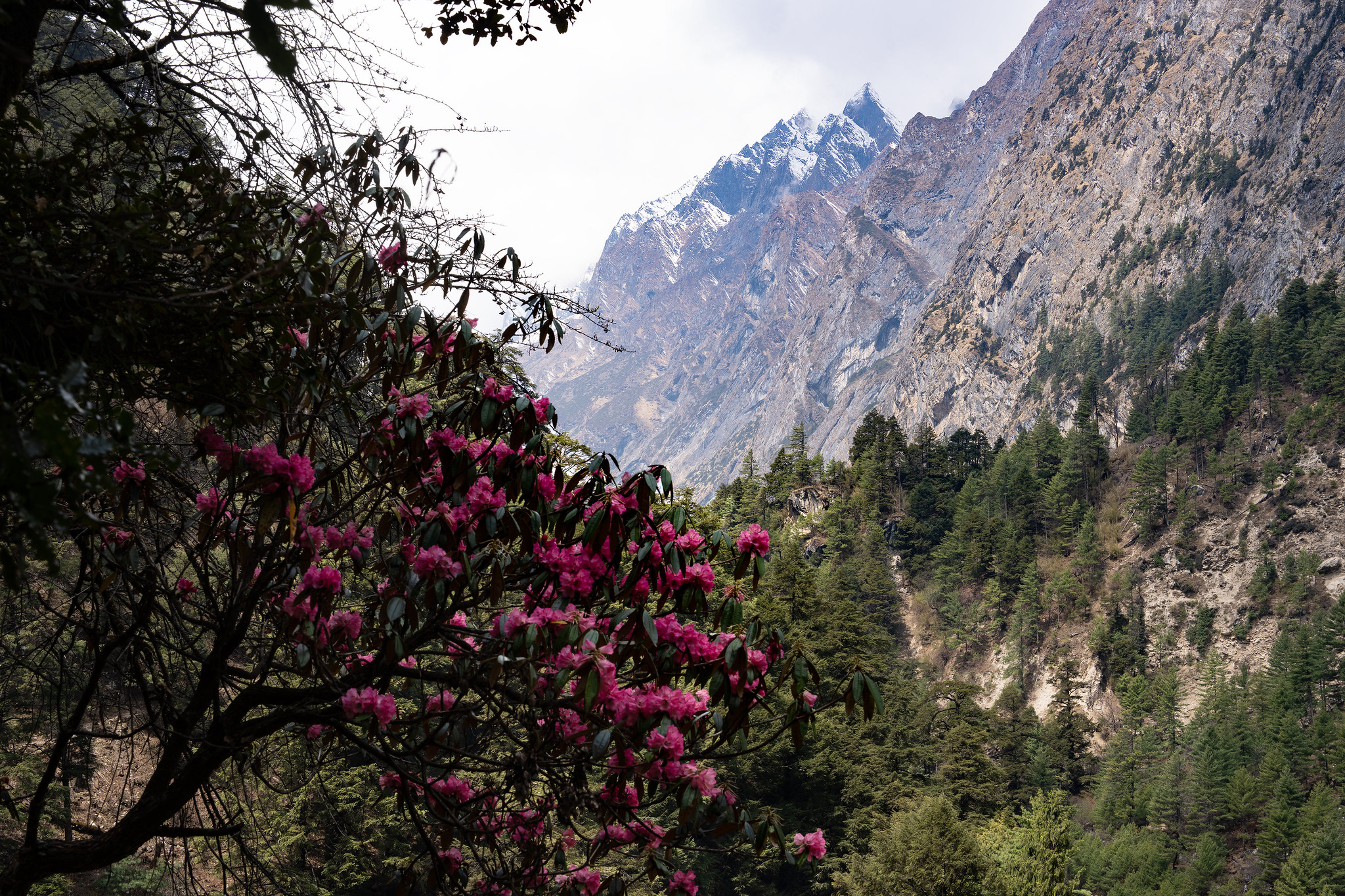 Rhododendron blossoms in the foreground with forested hills and snow-capped Himalayan peaks along the Manaslu Circuit Trek, Nepal.