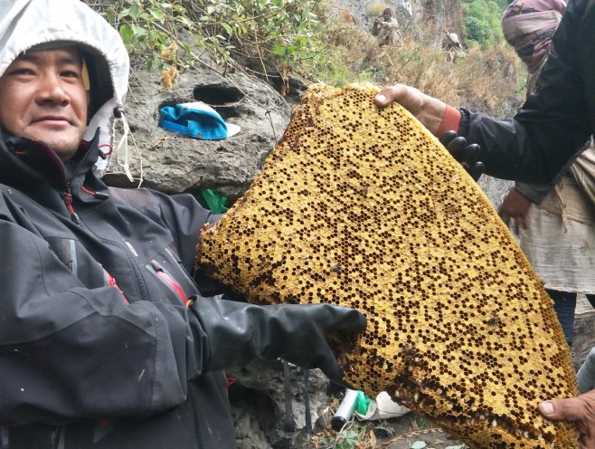 Mad Honey Hunting In Lamjung .