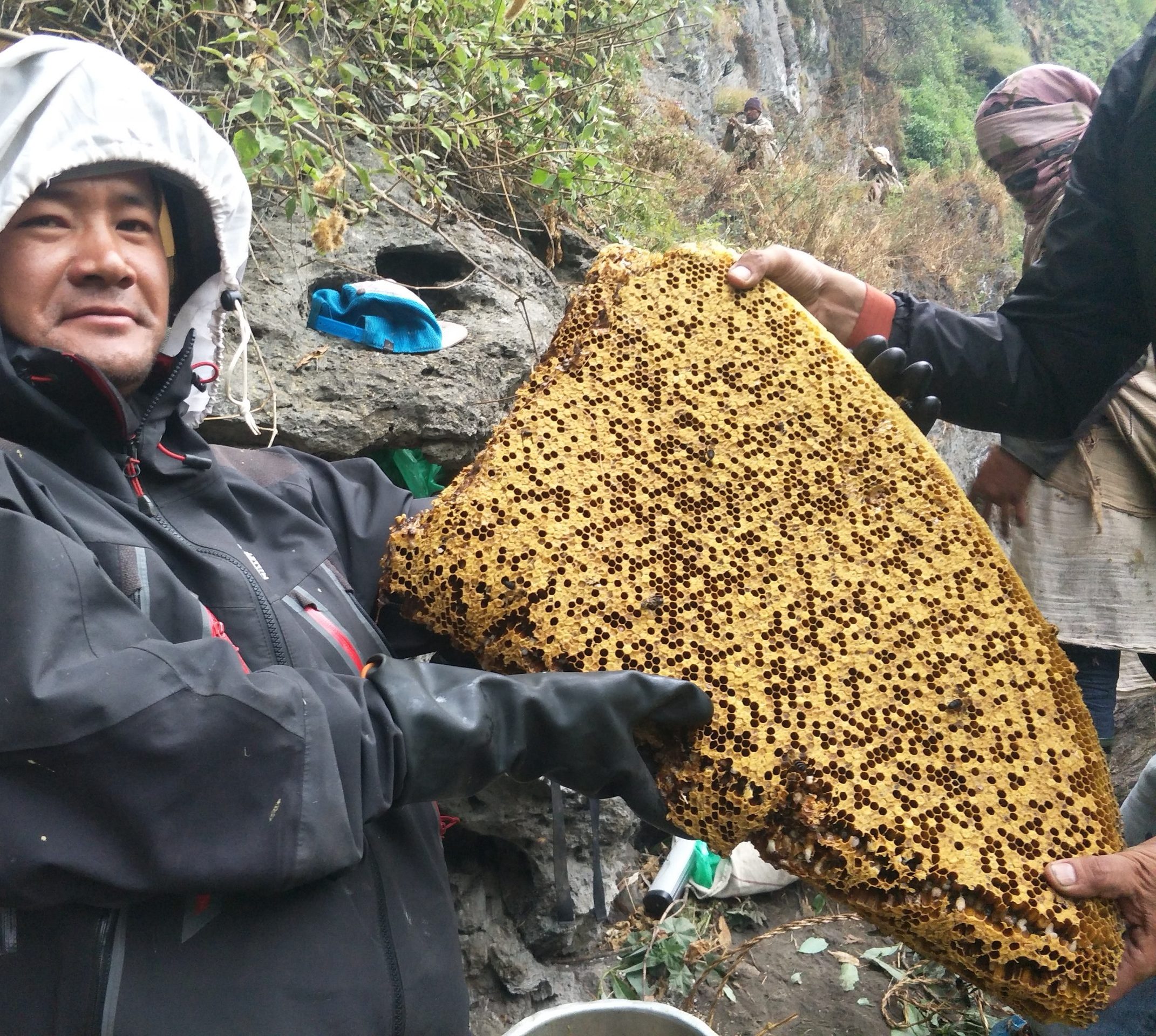 Mad Honey Hunting In Lamjung .