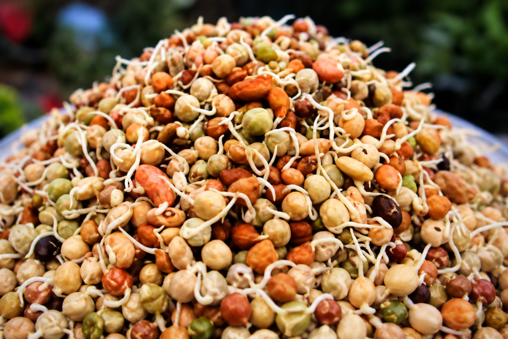 Traditional Nepali Kwati made from mixed sprouted beans for Janai Purnima
